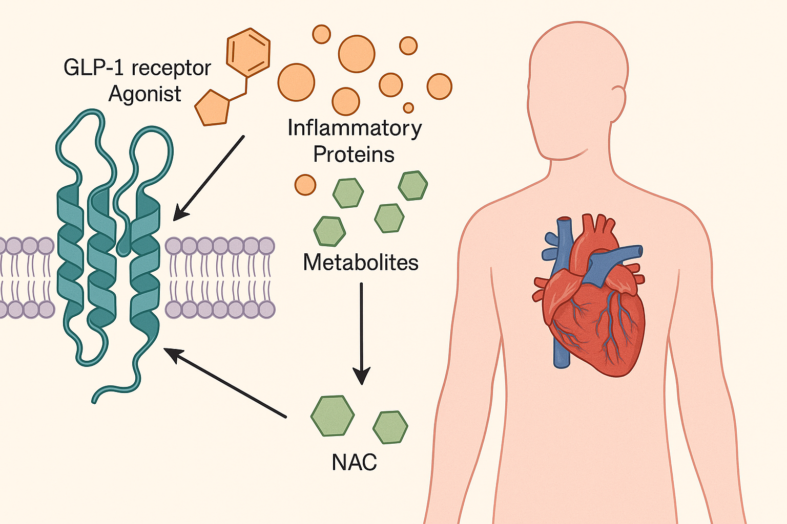 0 Unlocking How Diabetes Drugs Help the Heart: New Clue...